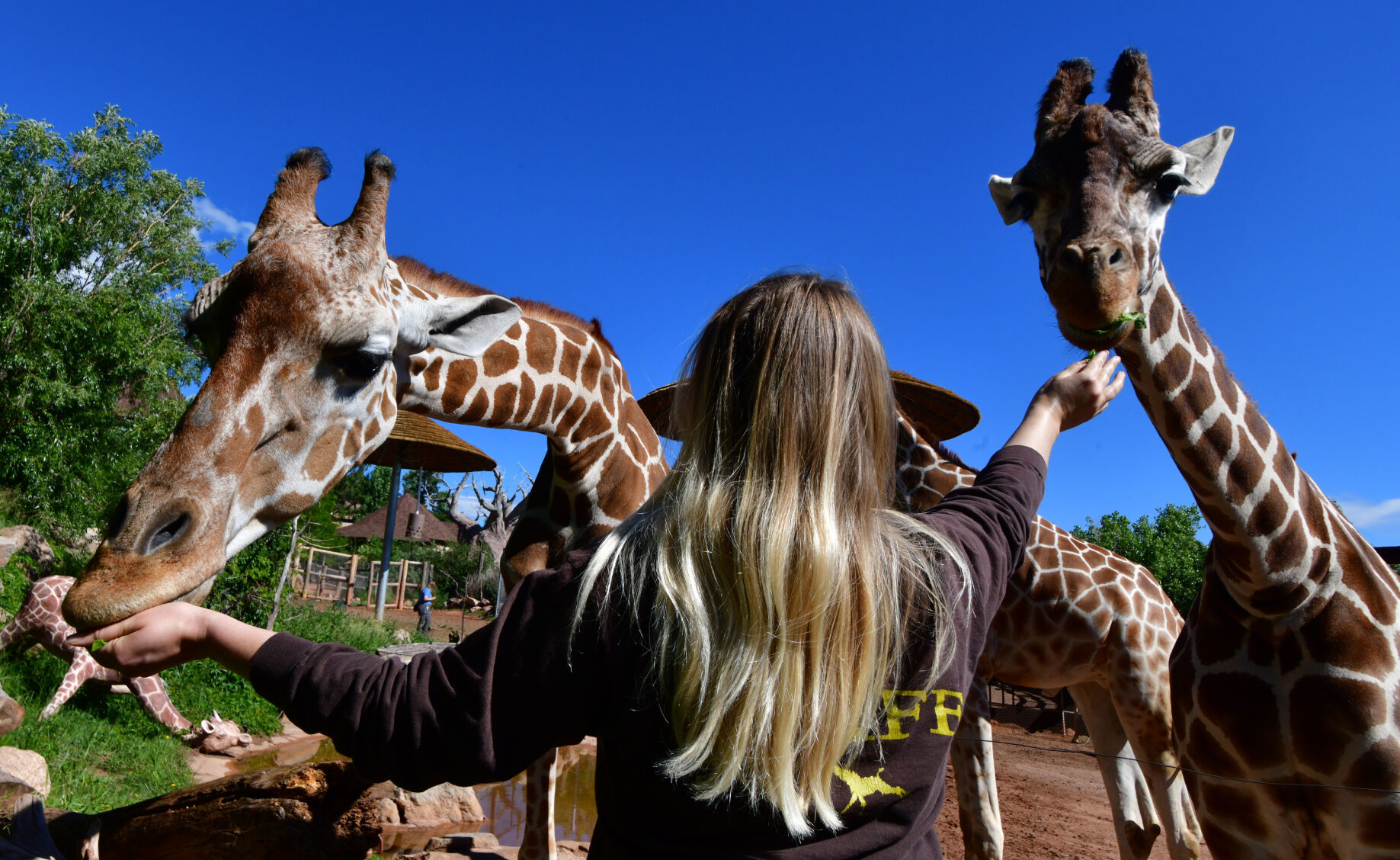 071821-life-giraffes 02.JPG
